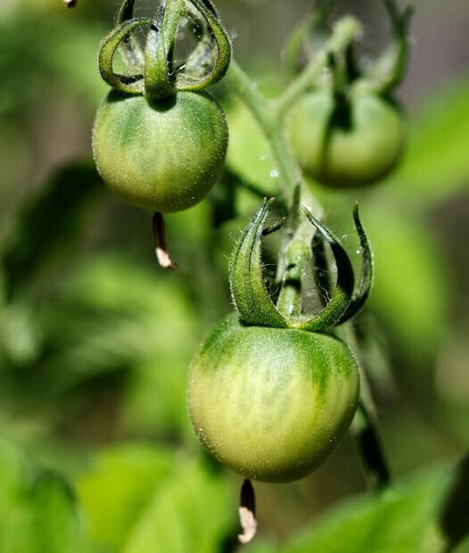 Juliette Fruit Tomate, ...-culture