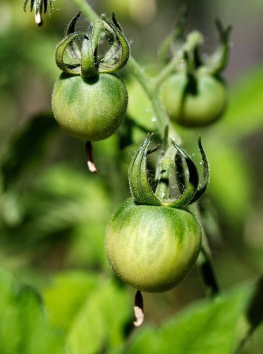 Juliette Fruit Tomate, ...-culture